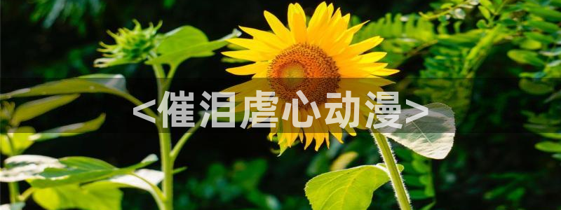 樱花动漫2020版