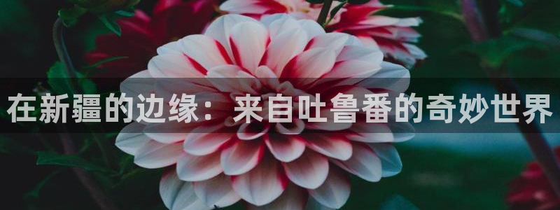 樱花动漫一区